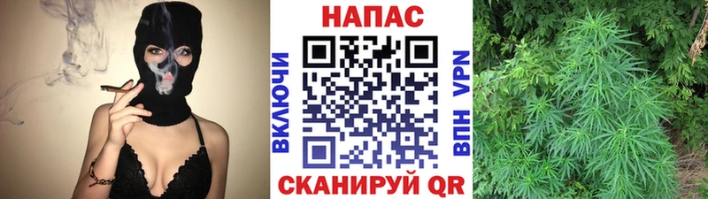 Шишки марихуана сатива  как найти наркотики  Белово 
